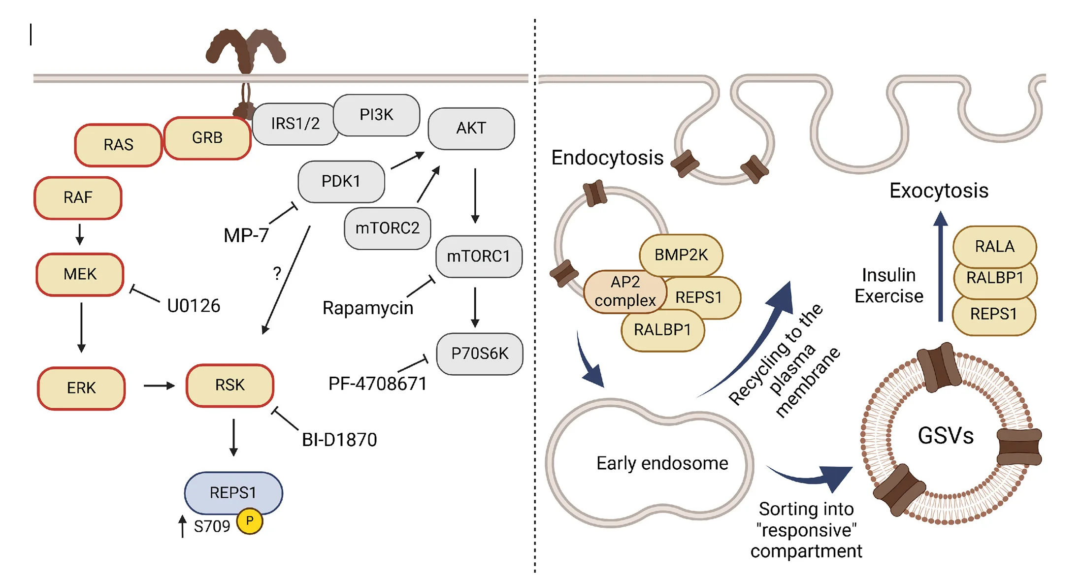 Open access visualization of Workflow, Flowchart, Proteins, Signaling Pathways, REPS1