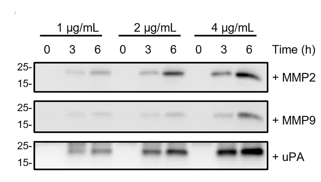 Open access visualization of Gel, Western Blot, EcN-IL-15, Recombinant Proteases, Cleavage