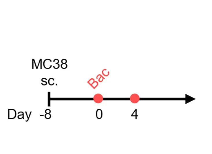 Open access visualization of Line Plot, EcN-IL-15 Strains, Tumor Progression, In vivo, Treatment Schedule