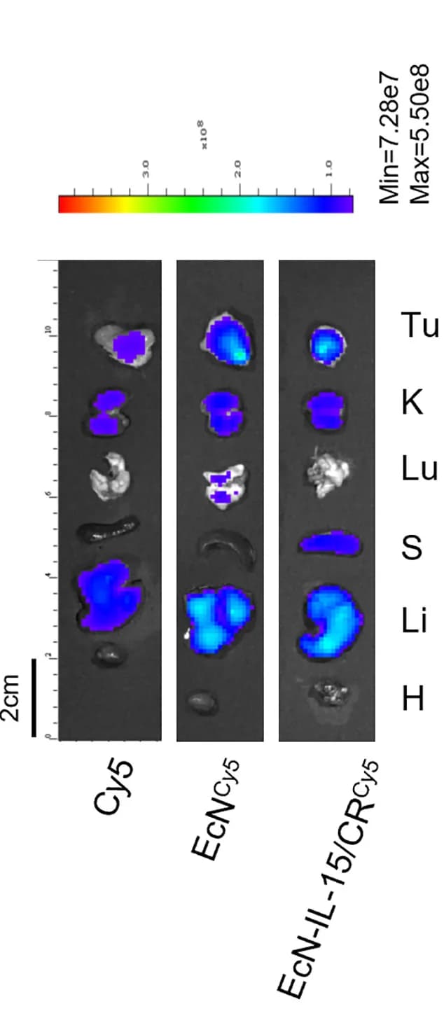 Open access visualization of Photo, Fluorescence Signals, Major Organs, Tumors, Scale Bar