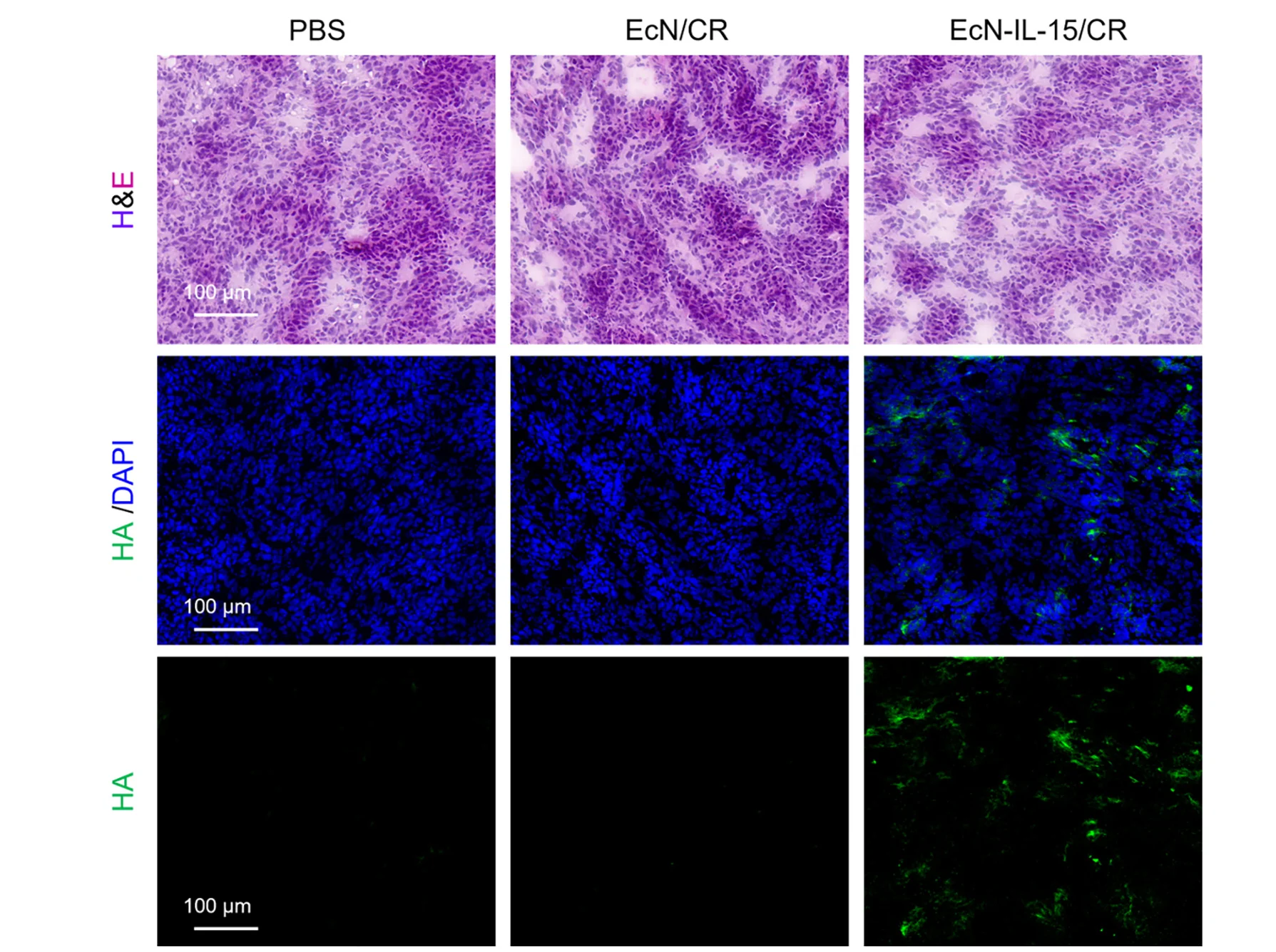 Open access visualization of Microscopy, Immunofluorescence Staining, HA Staining, H&E Staining, Tumors