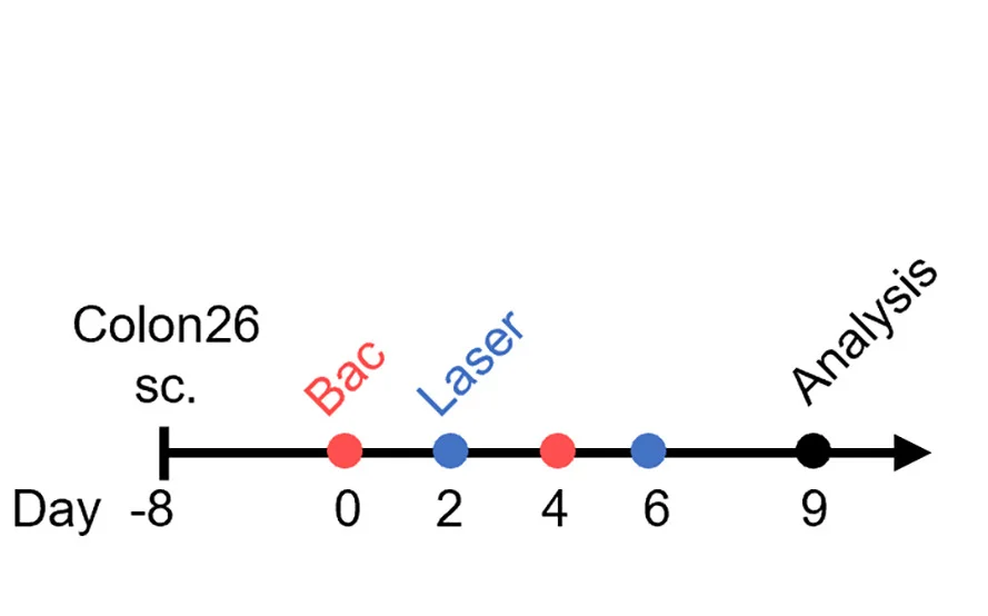 Open access visualization of Line Plot, Line Step, Treatment Schedule, EcN-IL-15/CR, Subcutaneous Colon26 Tumor