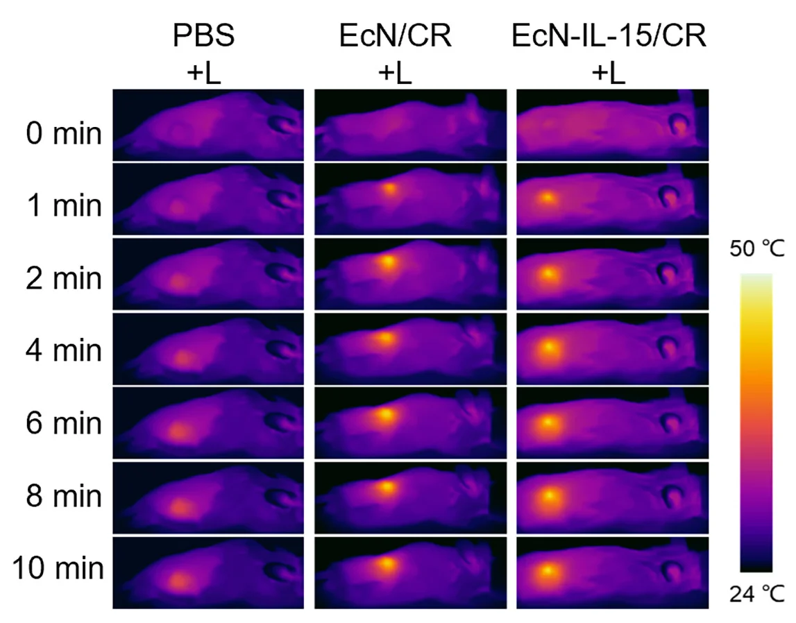 Open access visualization of Photo, Thermal Images, Colon26 Tumor-bearing Mice, Intravenous Injection, PBS