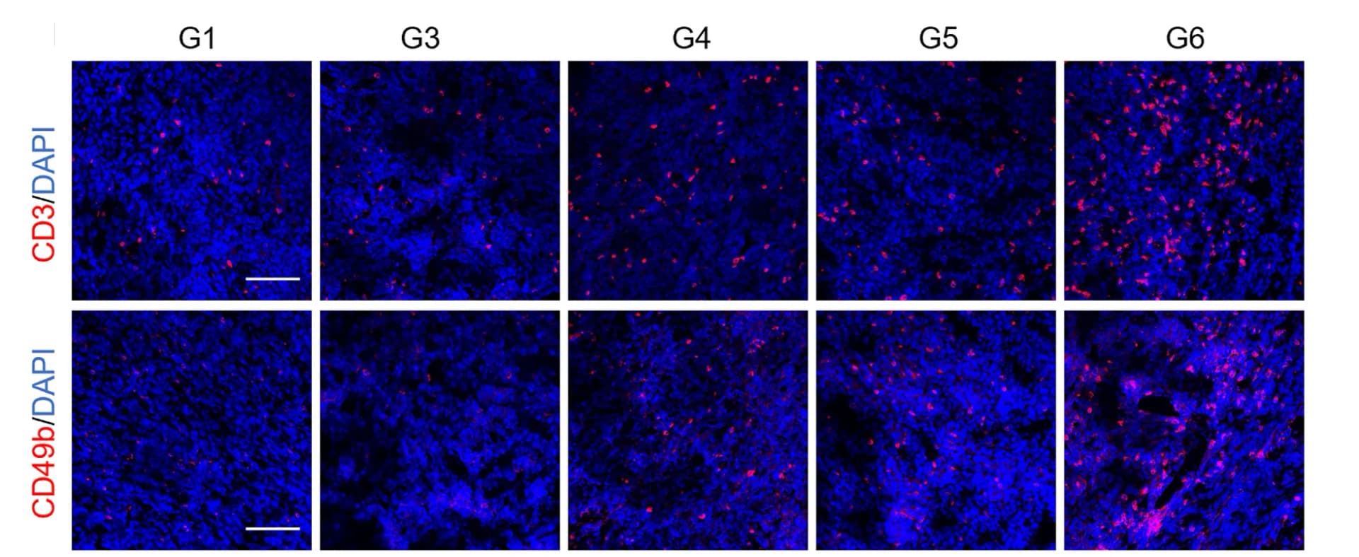 Open access visualization of Microscopy, Immunofluorescence, T Cells, NK Cells, Colon26 Tumor Sections