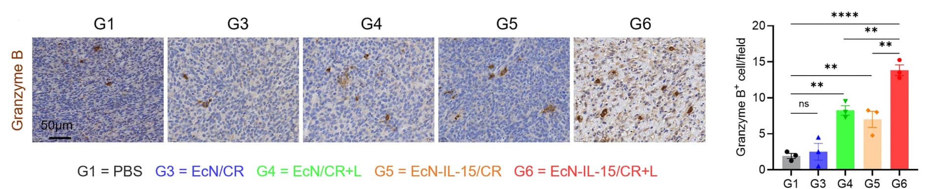 Open access visualization of Bar Plot, Error Bars, Microscopy, Photo, Immunohistochemistry
