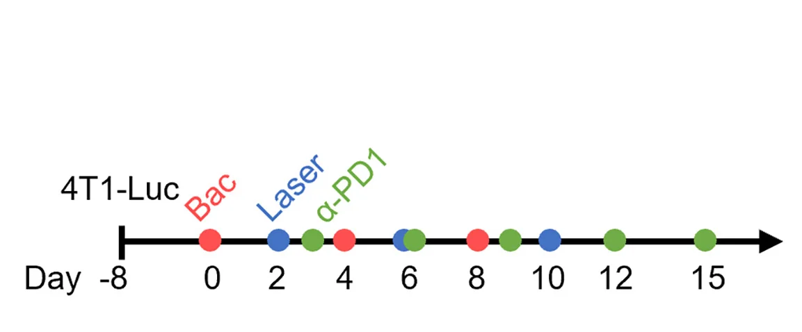 Open access visualization of Line Plot, Line Step, Treatment Schedule, Orthotopic Breast Cancer, Anti-PD-1 Therapy