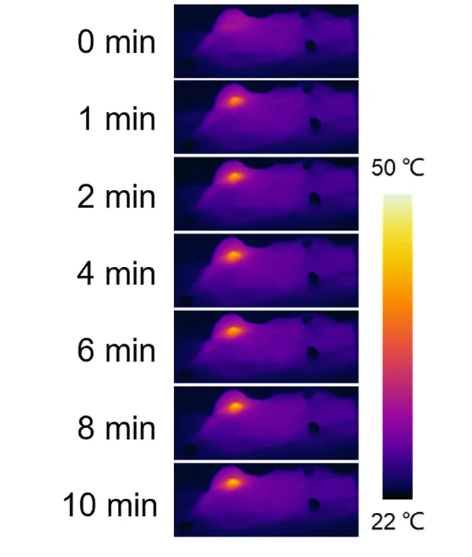 Open access visualization of Photo, Thermal Images, Tumor-bearing Mice, Laser Irradiation