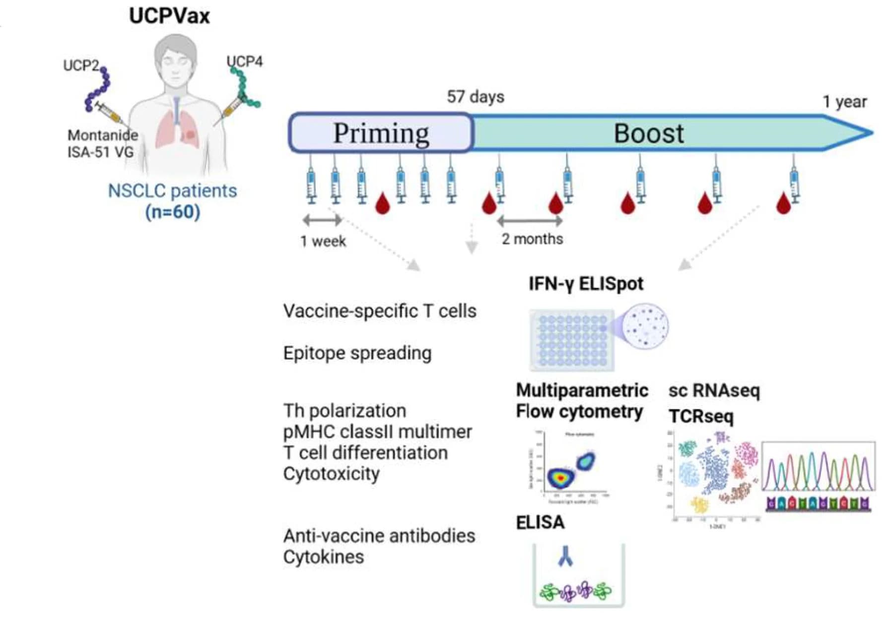 Open access visualization of Workflow, Illustration, Scatter Plot, Treatment Plan, UCPVax