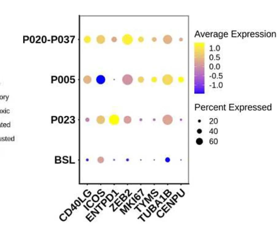 Open access visualization of Bubble Plot, Average Gene Expression, Activation Markers, Cycling Markers