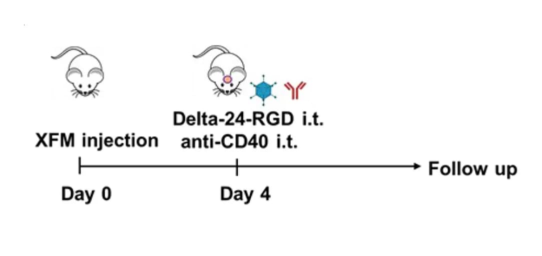 Open access visualization of Workflow, Experimental Schedule, Anti-CD40, Oncolytic Virus, Tumor Model