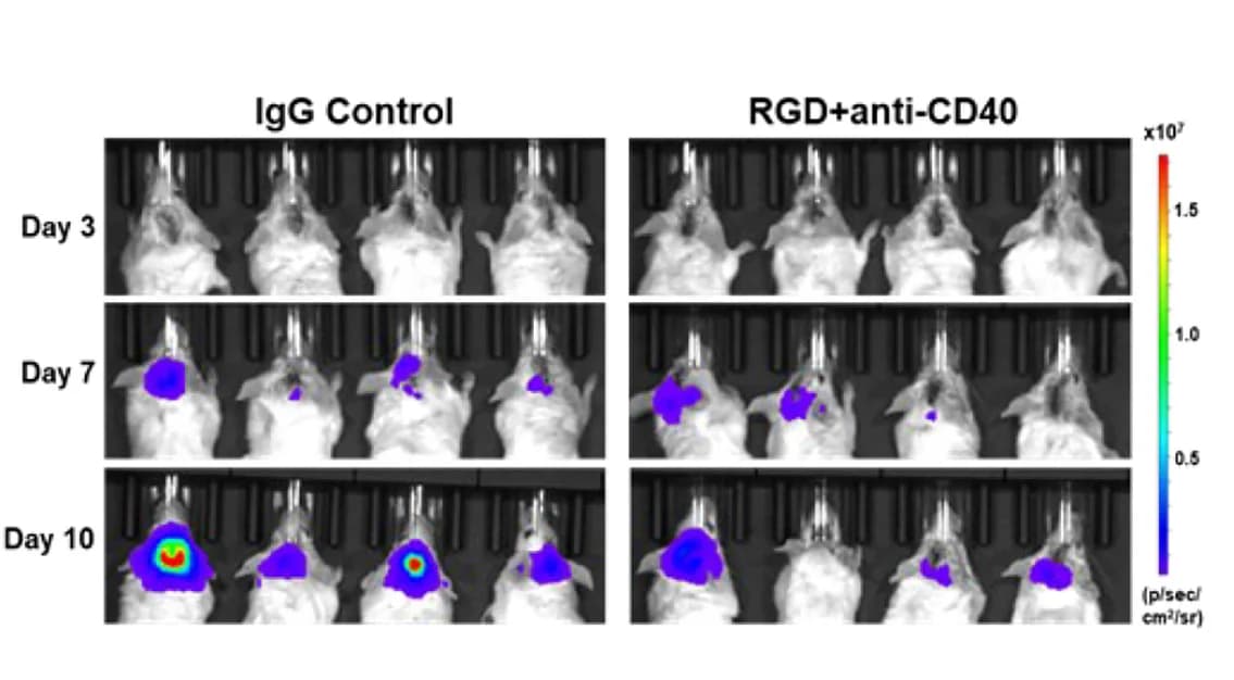 Open access visualization of Microscopy, Photo, Bioluminescence, Mice, IgG Control