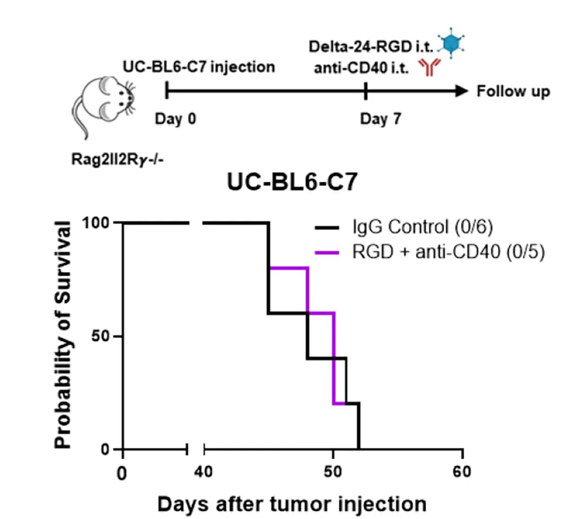 Open access visualization of Survival Curve, Workflow, Survival Curves, Rag2Il2R-/- Immunodeficient Mice, XFM Tumors