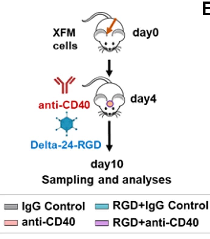 Open access visualization of Workflow, Illustration, Tumor Microenvironment, Experimental Procedure, Tumor