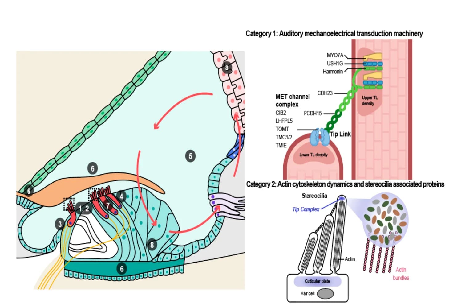 Open access visualization of Illustration, Workflow, Inner Ear Function, Molecular Mechanisms, Genes