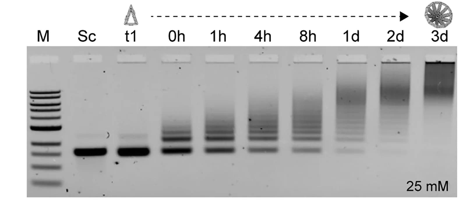 Open access visualization of Gel, Agarose Gel Electrophoresis, Cone Assembly, DNA Origami