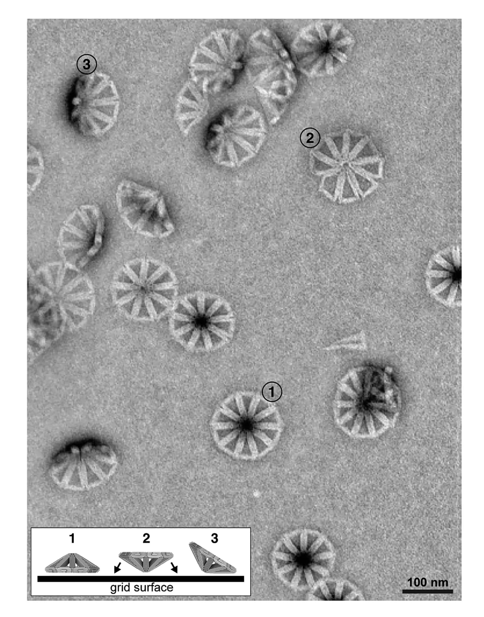Open access visualization of Microscopy, Negative Stain TEM, Cone Assembly, DNA Origami