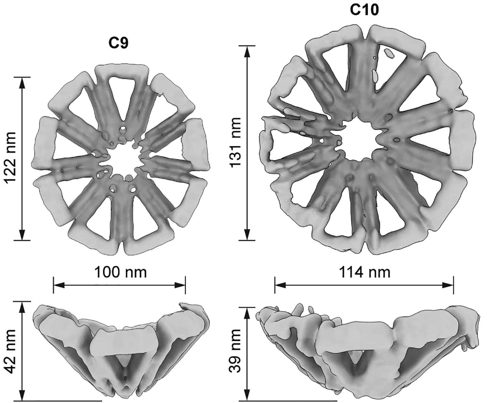 Open access visualization of Protein Structure, Cryo-EM, 3D Reconstruction, Cone Assembly, DNA Origami