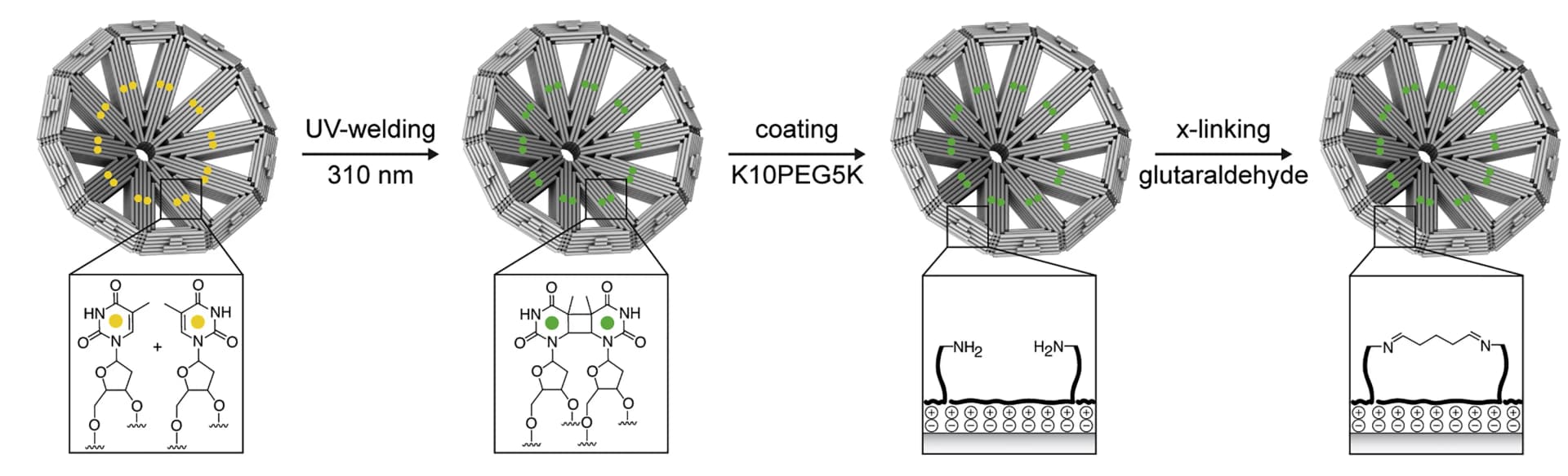 Open access visualization of Workflow, Illustration, UV-Point Welding, Oligolysine-PEG Coating, Glutaraldehyde Cross-Linking