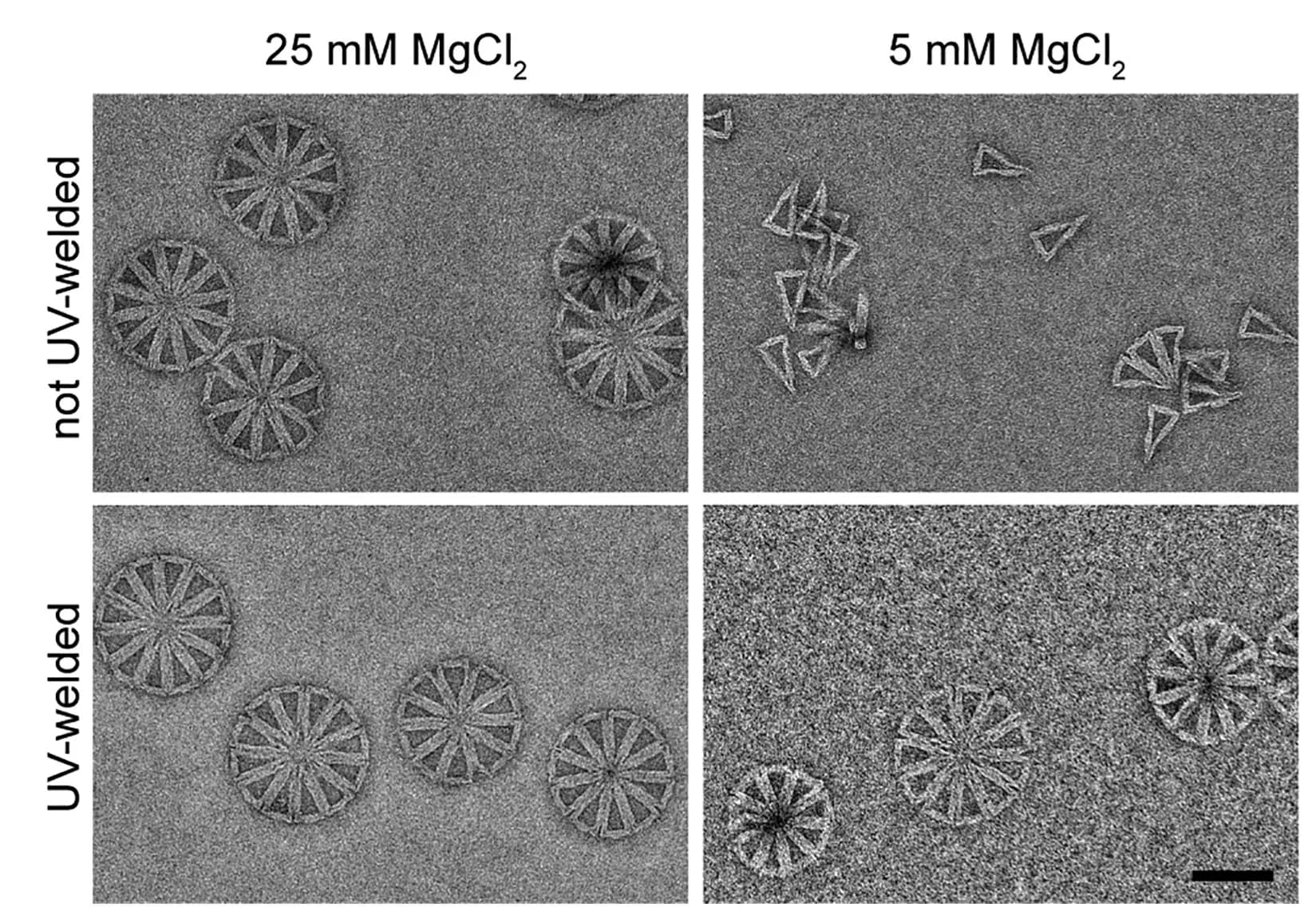 Open access visualization of Microscopy, Negative-Stain TEM, Cones, Magnesium Chloride Concentrations