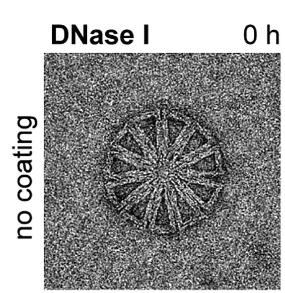 Open access visualization of Microscopy, Negative-Stain TEM, UV-Point-Welded Cone, DNase I, Oligolysine-PEG