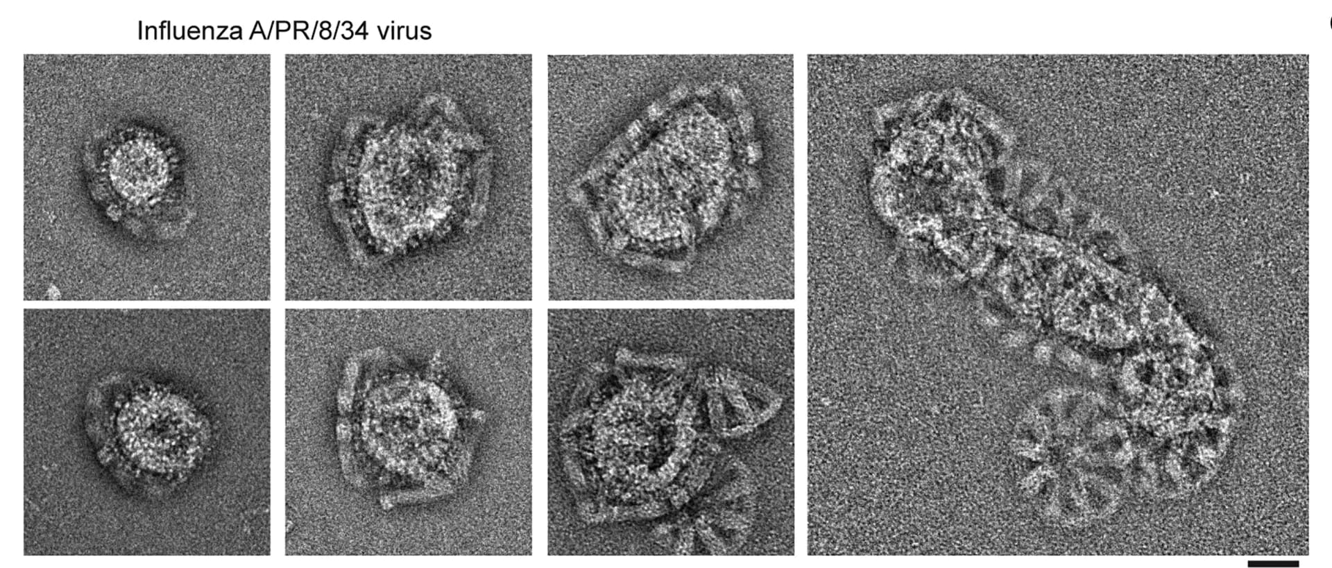 Open access visualization of Microscopy, Influenza Virus, Cone Assemblies, Antibodies, TEM Images