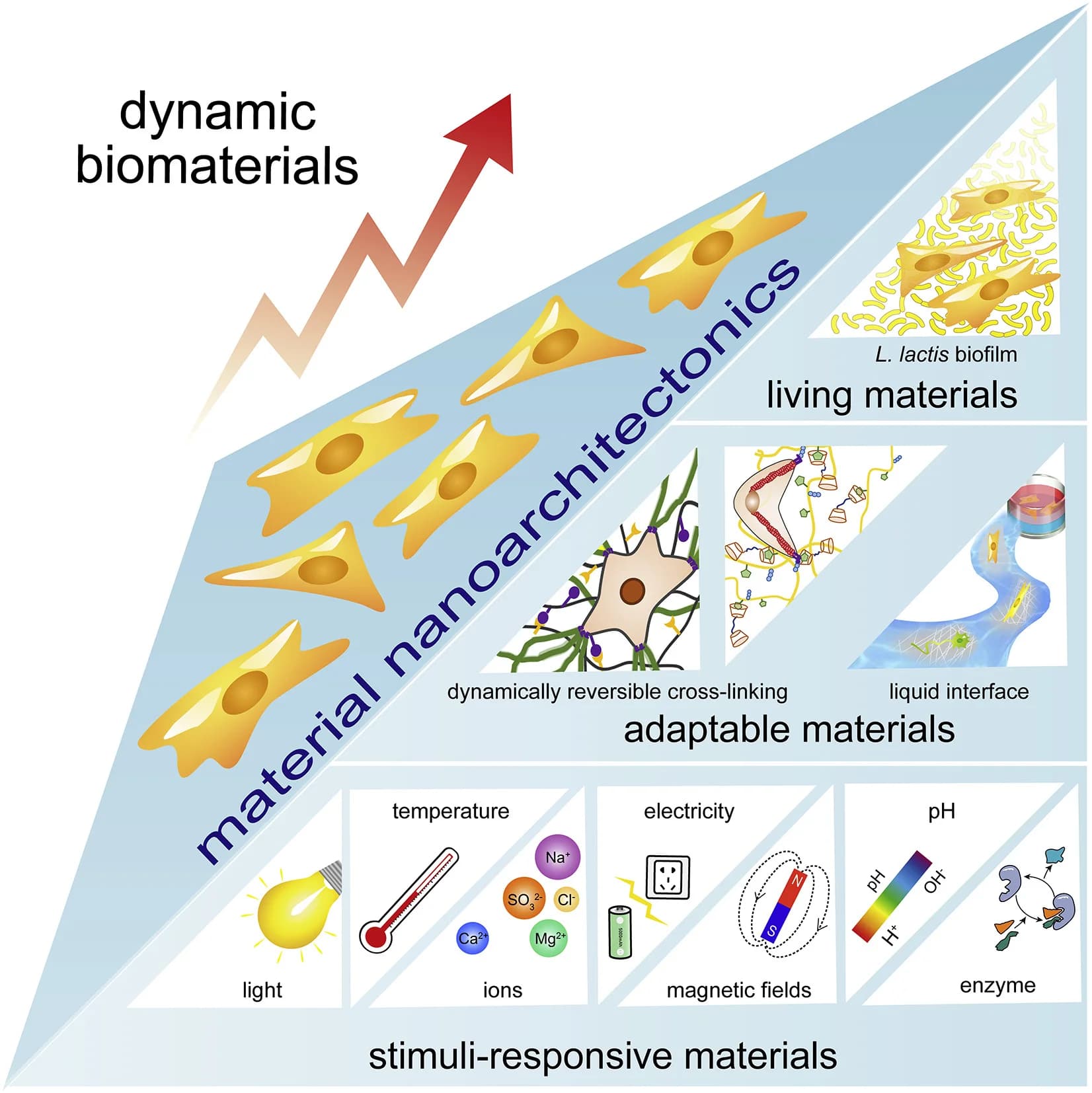 Open access visualization of Workflow, Illustration, Dynamic Biomaterials, Material Nanoarchitectonics, Stimuli-Responsive Materials
