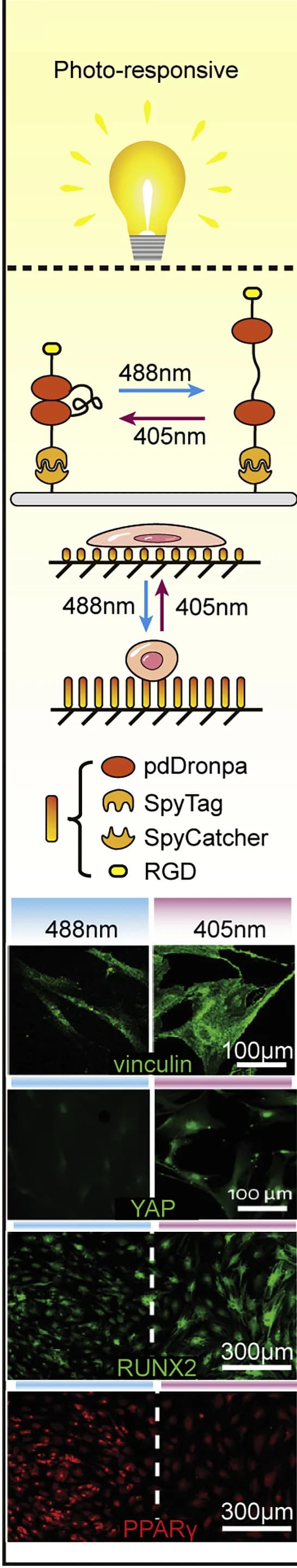 Open access visualization of Microscopy, Illustration, Stem Cell, Cell Morphology, Lineage Differentiation