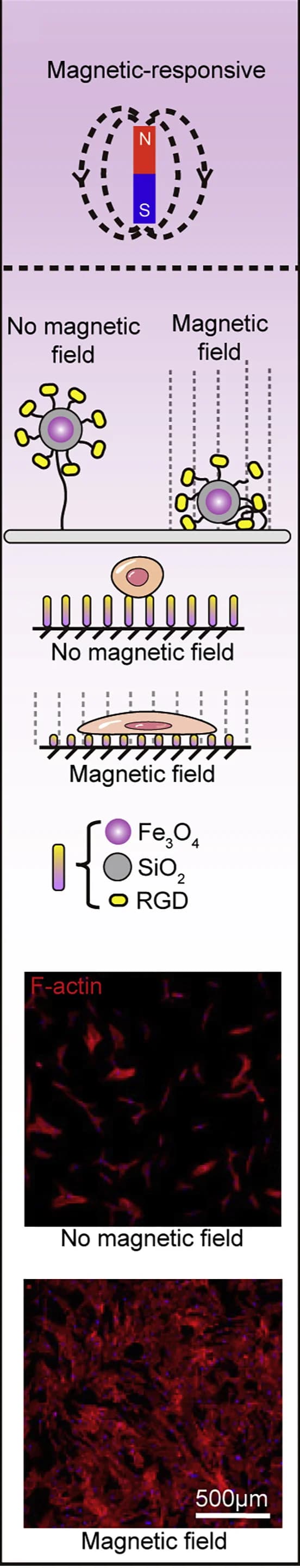 Open access visualization of Illustration, Microscopy, Cellular Behaviors, Tether Length, RGD-MNPs