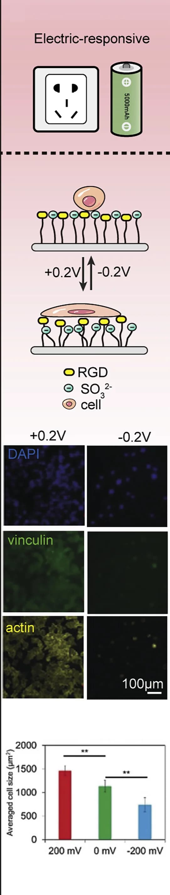 Open access visualization of Bar Plot, Error Bars, Microscopy, Illustration, Osteogenic Differentiation