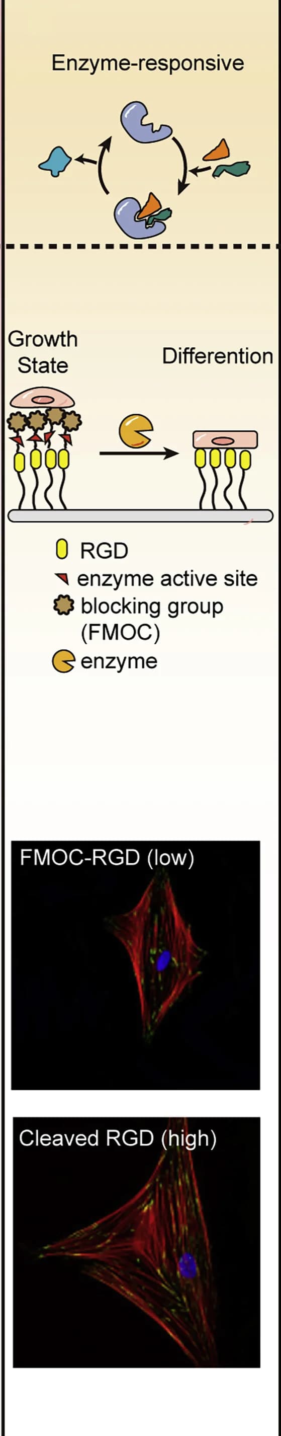 Open access visualization of Workflow, Microscopy, hMSC, Osteogenic Differentiation, RGD