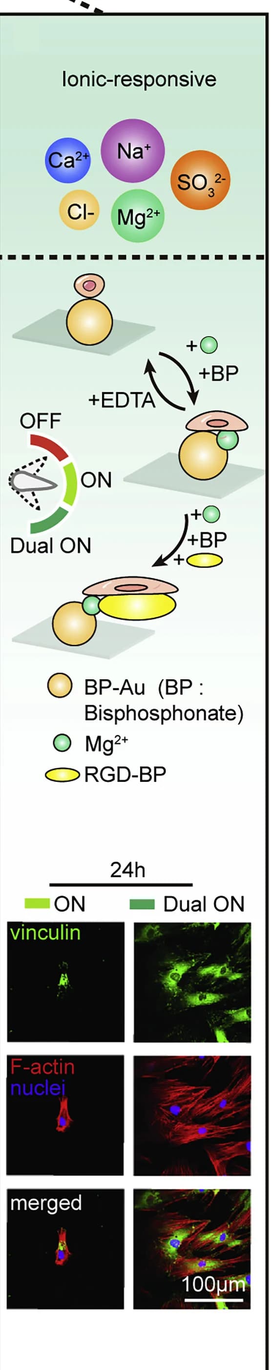 Open access visualization of Workflow, Microscopy, Cellular Mechanotransduction, Cell Spreading, Nanoswitch