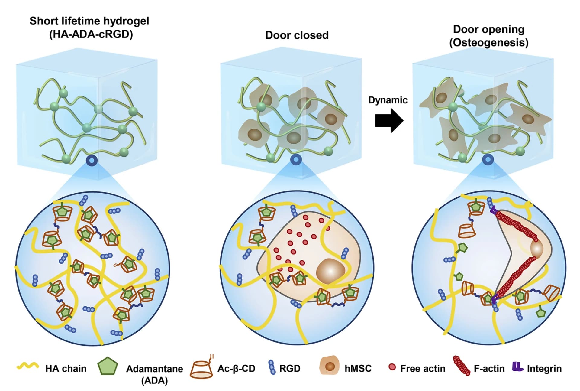 Open access visualization of Illustration, Workflow, hMSCs, HA-ADA-cRGD hydrogel, Dynamic crosslinking