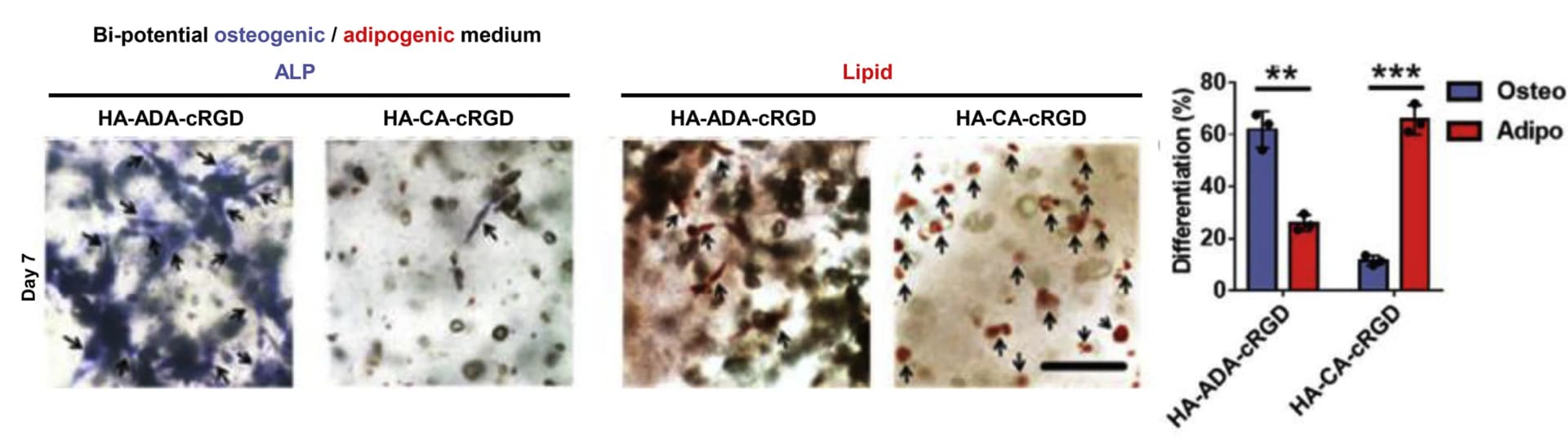 Open access visualization of Bar Plot, Microscopy, Alkaline phosphatase, Lipid staining, Osteogenic differentiation
