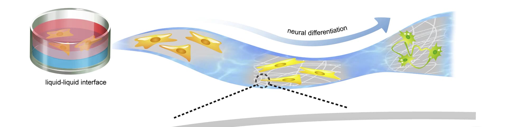 Open access visualization of Workflow, Illustration, Protein Monolayers, Liquid-Liquid Interface, Cellular Forces