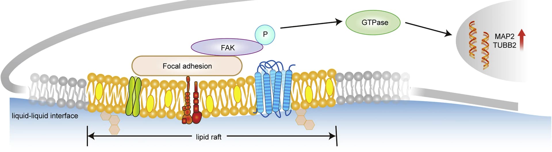 Open access visualization of Workflow, Illustration, Signal Transduction Pathways, Adaptable Liquid Interface, Neuronal Differentiation