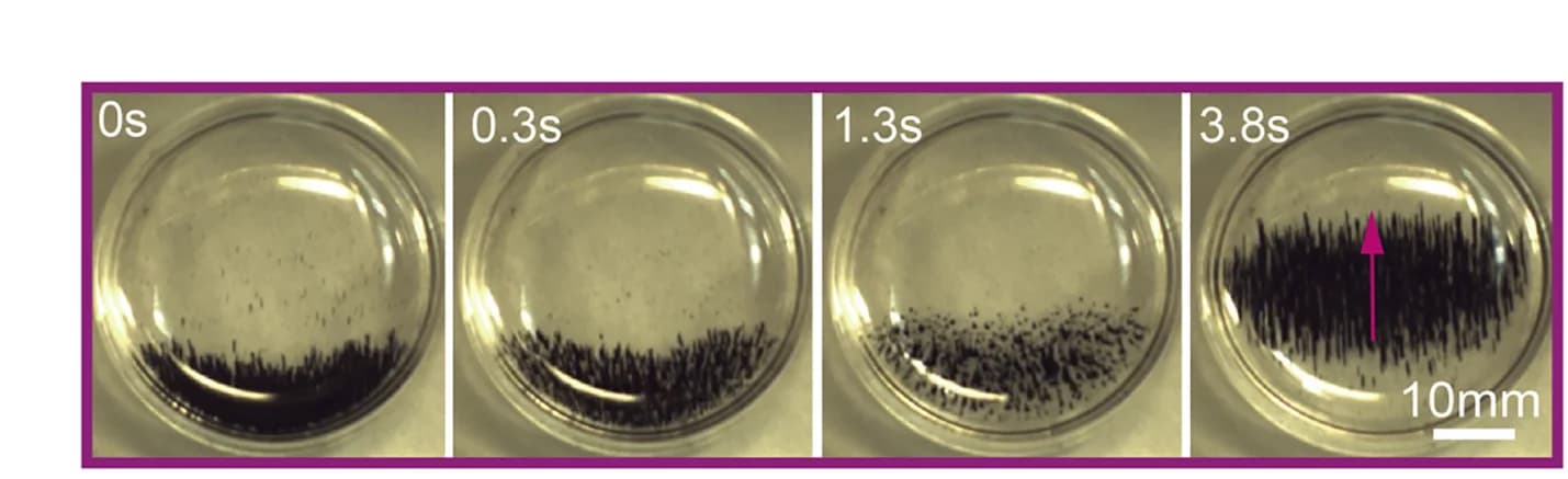Open access visualization of Photo, Cilia-like Swarms, Controlled Movement, Microrobots