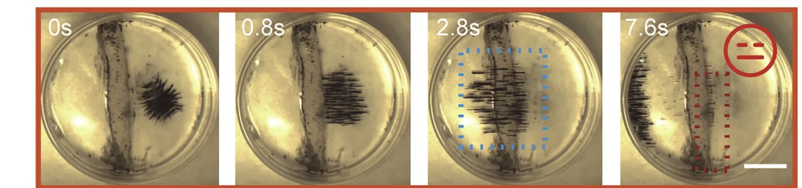 Open access visualization of Photo, Cilia-like Swarms, Obstacle Climbing, Right-Angle Slope, Experimental Images