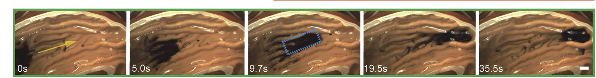 Open access visualization of Photo, Cilia-like Swarms, Navigation, Deployment, Stomach Model
