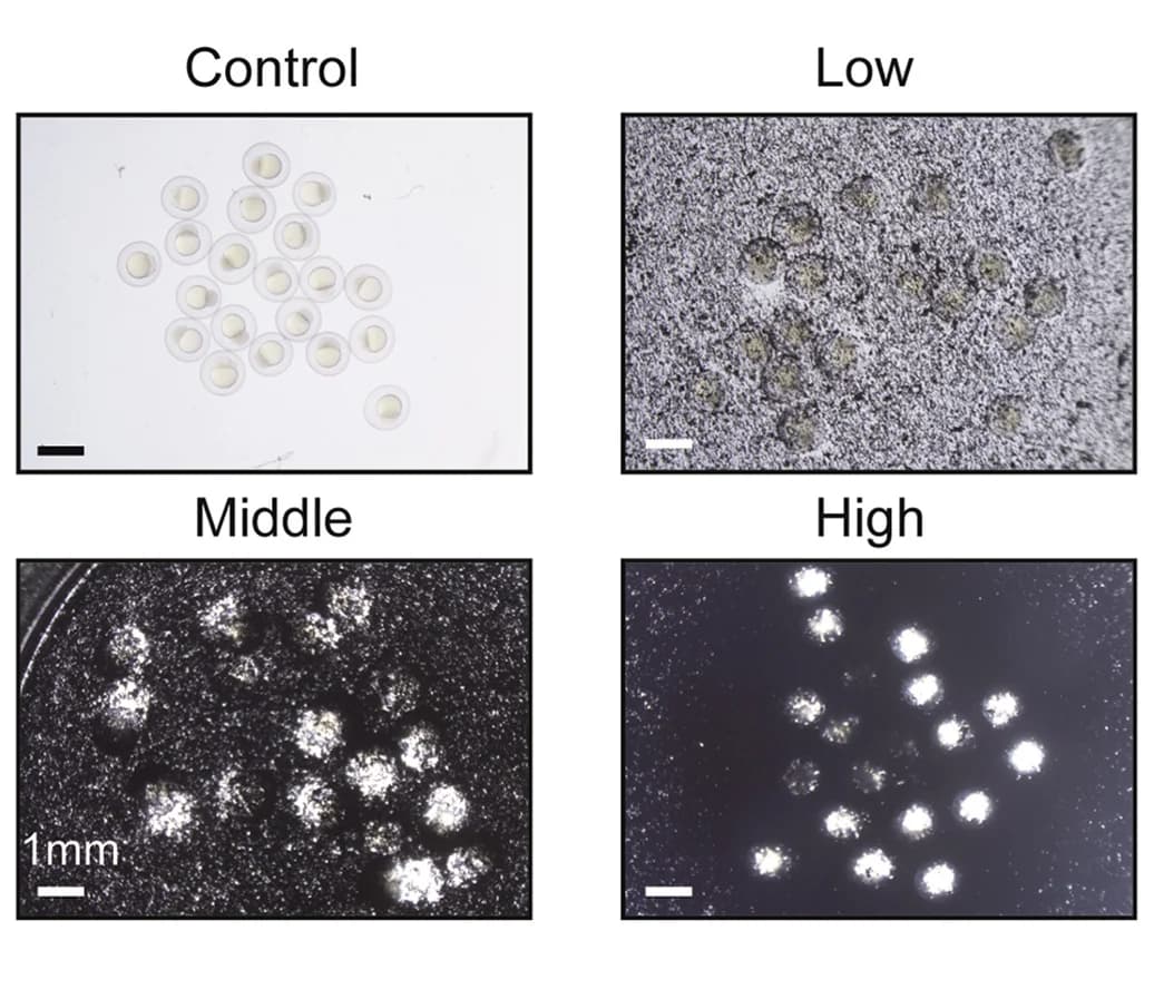 Open access visualization of Microscopy, Photo, Fe3O4 Microparticle Suspensions, Zebrafish Embryos, Culture