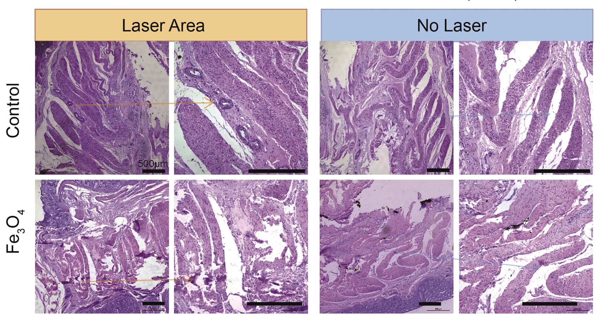 Open access visualization of Microscopy, H&E Stained Images, Cow Intestines