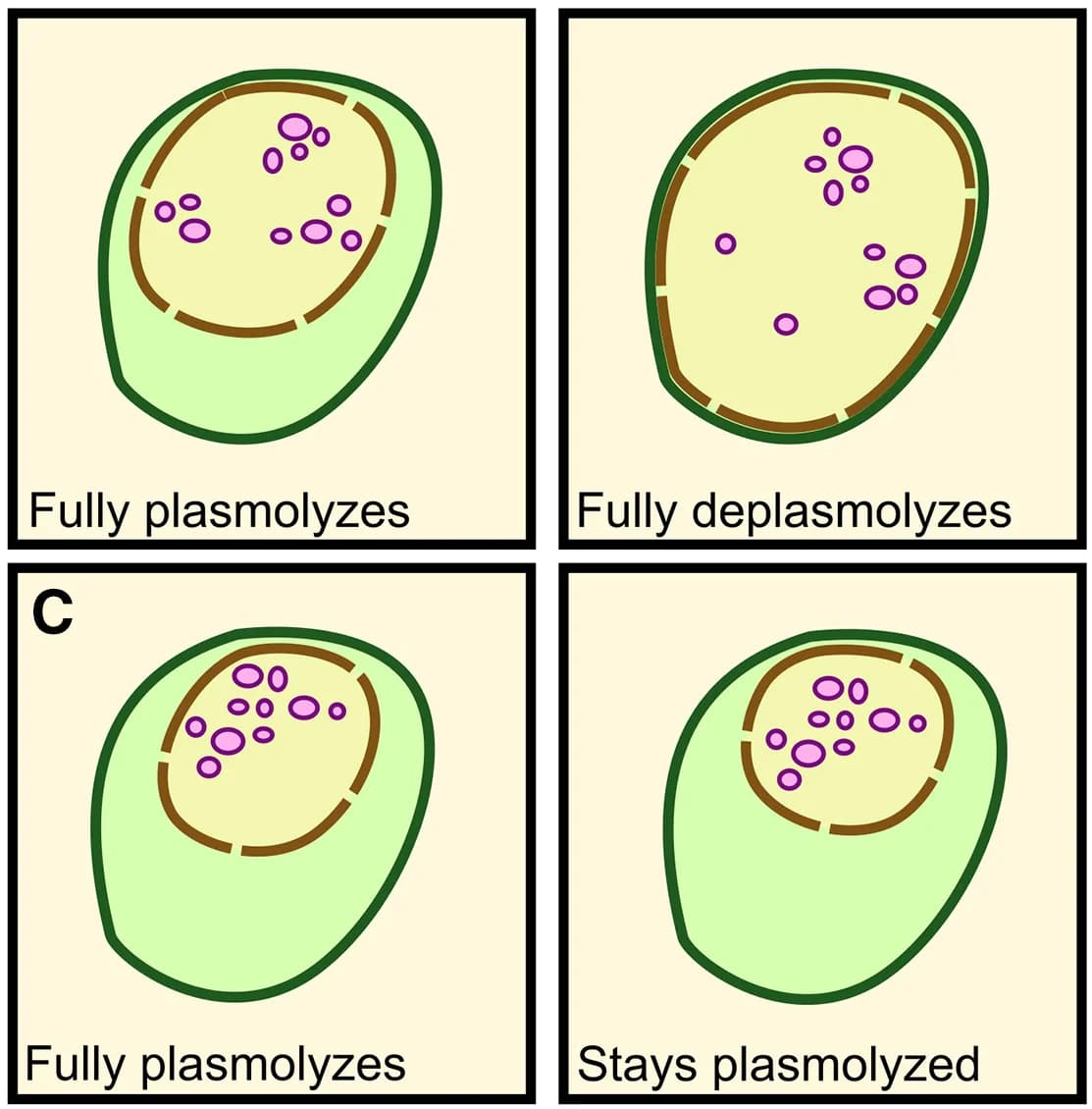 Open access visualization of Illustration, Plasmolysis, Cell Membrane, Cell Wall, Deplasmolysis