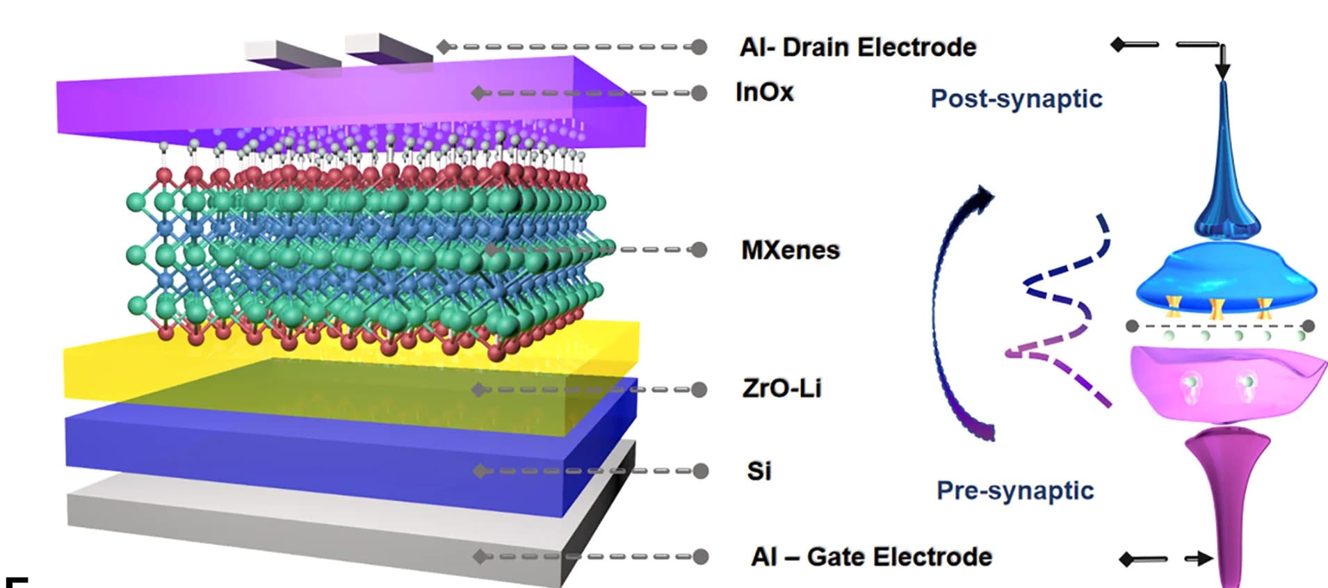 Open access visualization of Illustration, Biological Synapse, Synaptic Transistor, MXenes, ZrOx