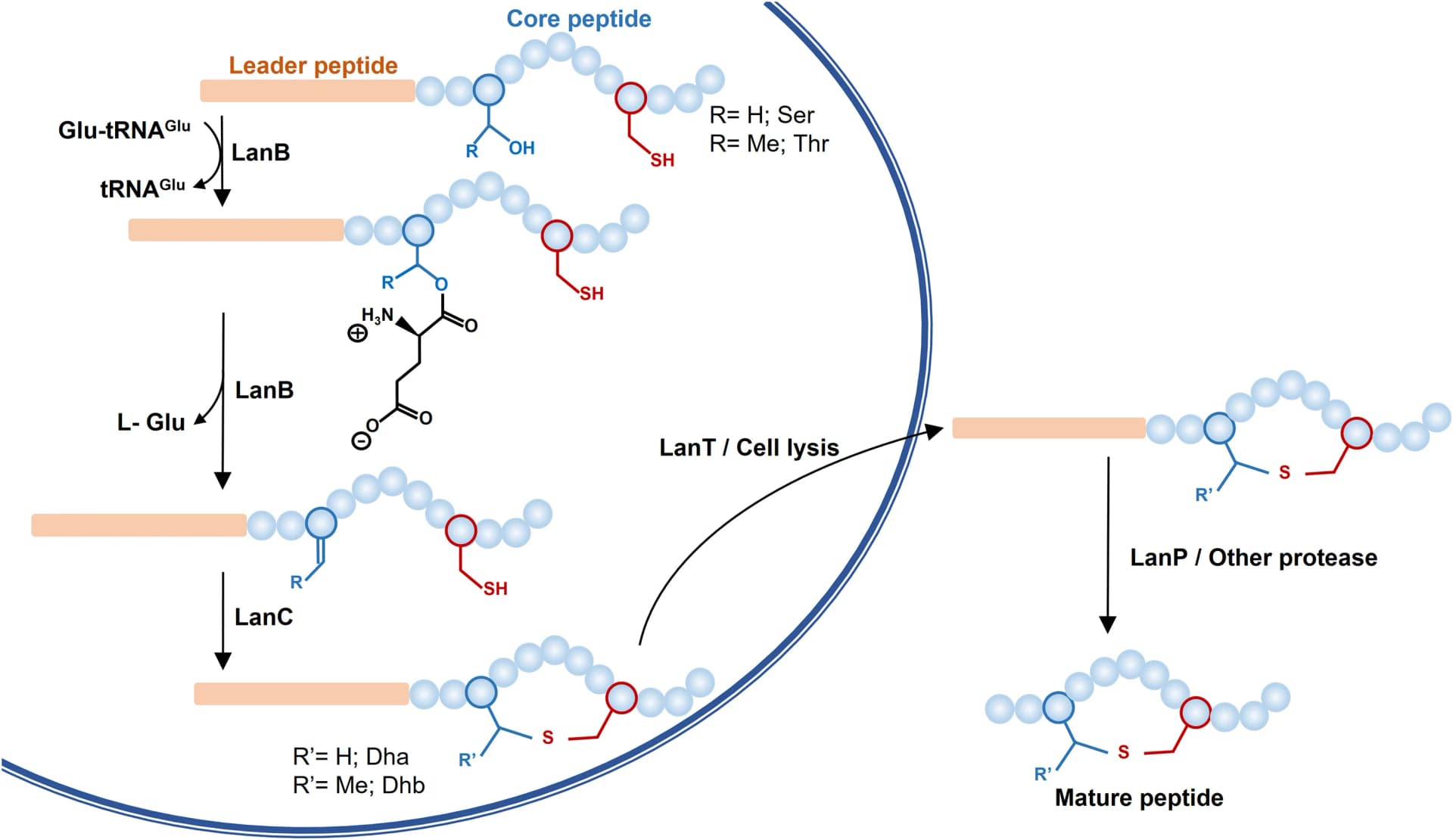 Open access visualization of Workflow, Flowchart, Illustration, LanB, LanC