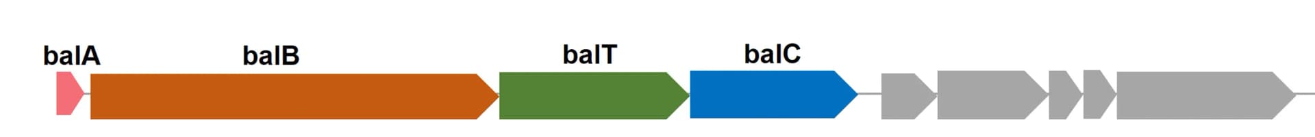 Open access visualization of Workflow, Illustration, Biosynthetic Gene Cluster, Balucin