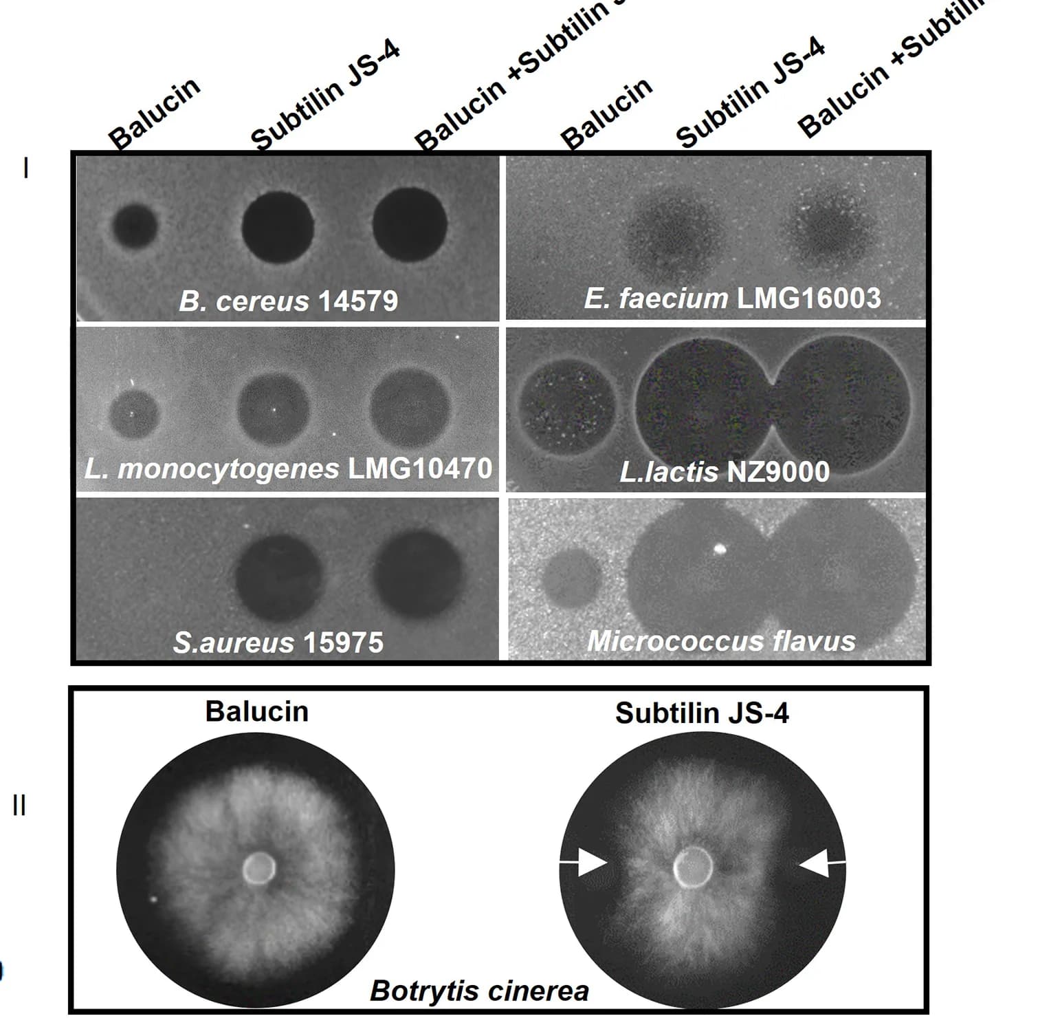 Open access visualization of Gel, Photo, Antimicrobial Activity, Balucin, Subtilin