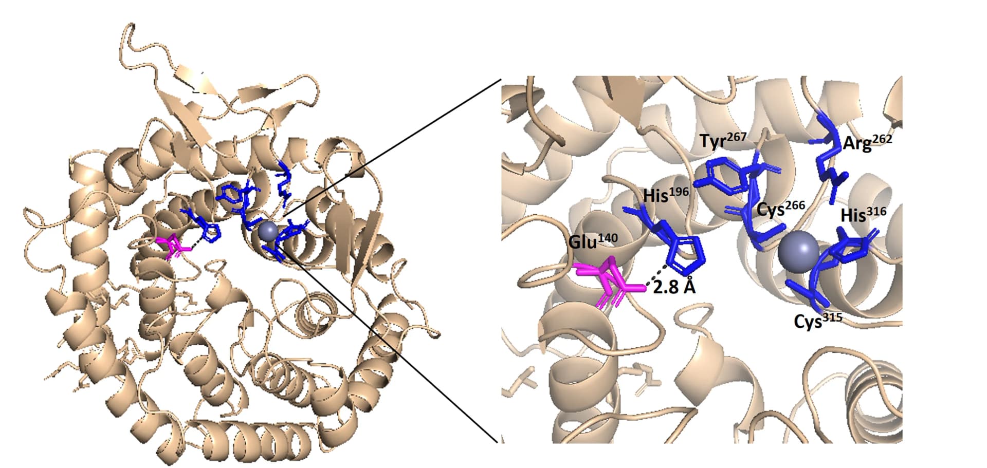Open access visualization of Protein Structure, 3D Structure, BalC, AlphaFold, Catalytic Residues