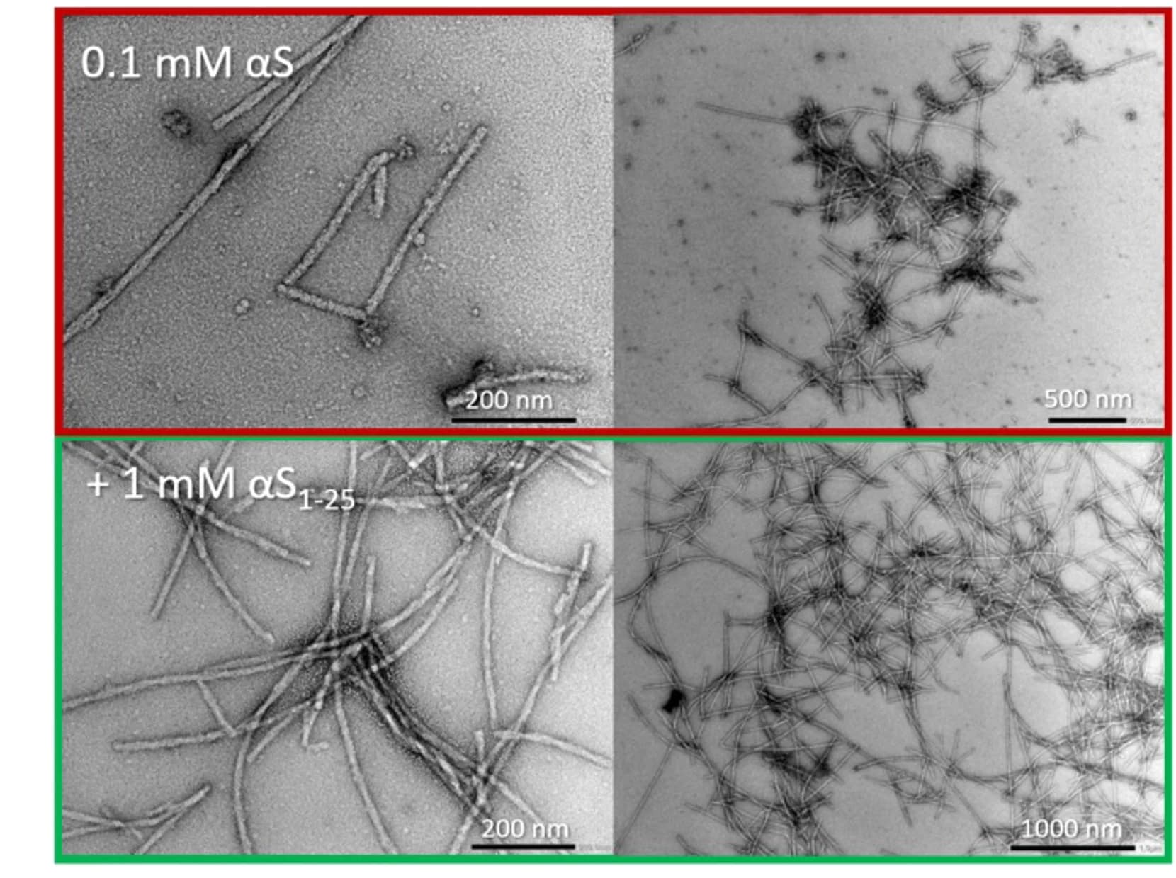 Open access visualization of Microscopy, Aggregates, Fibrils, Alpha-Synuclein