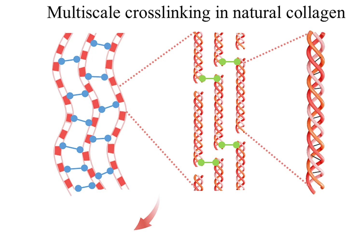 Open access visualization of Illustration, Chemical Structure, Multiscale Crosslinking, Natural Collagen, Collagen
