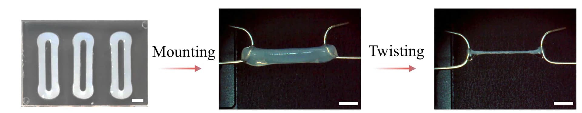 Open access visualization of Photo, Collagen, Hydrogels, Self-Assembly, Twisting