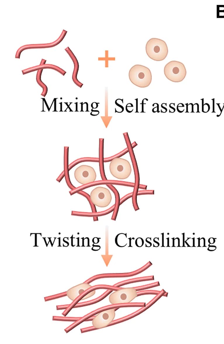 Open access visualization of Workflow, Illustration, Collagen Hydrogels, Cells, Twisting Culture